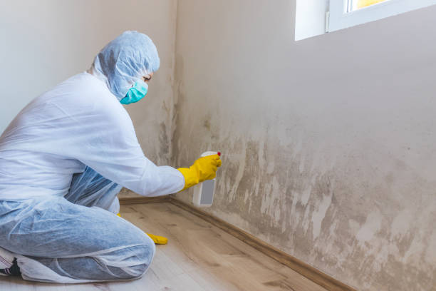 Licensed Mold Remediation service in Spring Hope, NC - WQB Mold Removal